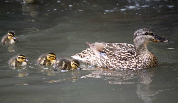 mama_duckwithducklings